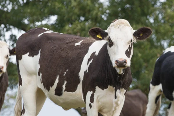 Leptospirosis in Cattle