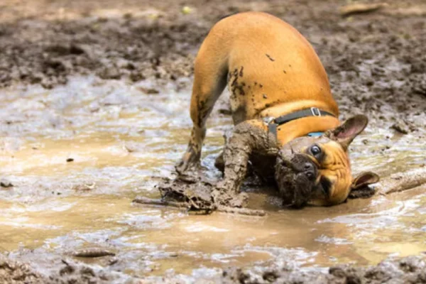 Leptospirosis en perros