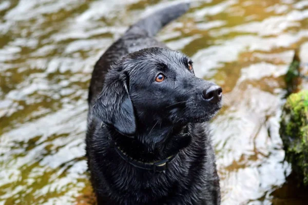 Leptospirose em Cães