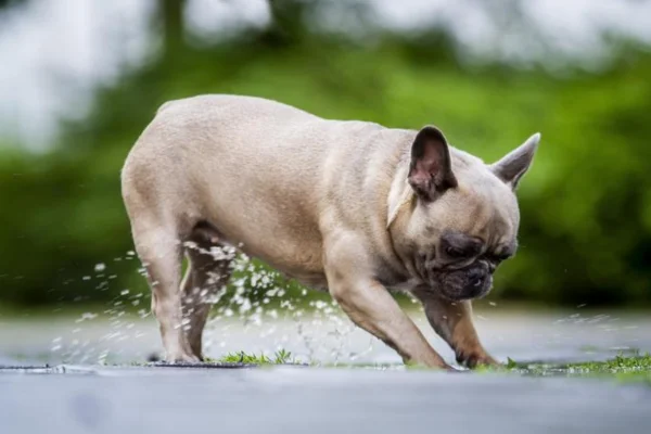 Leptospirose em Cães