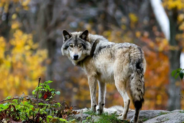 Loup européen