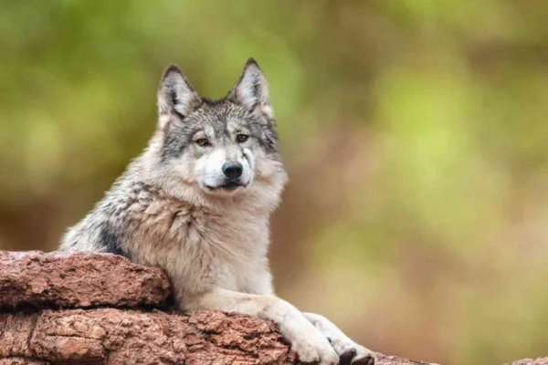 Mexican Wolf