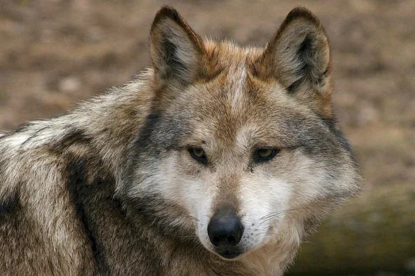 Mexican Wolf