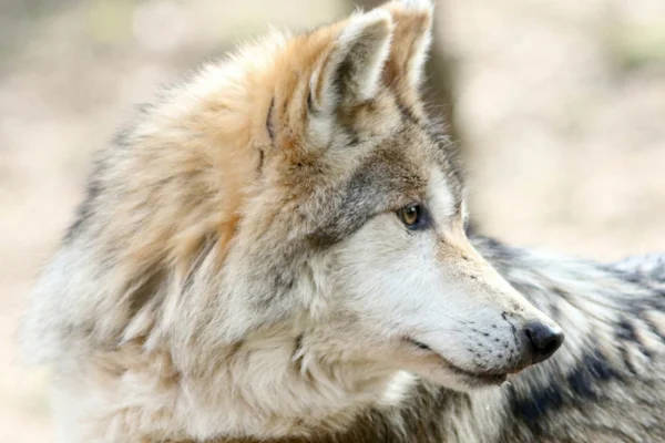 Mexican Wolf