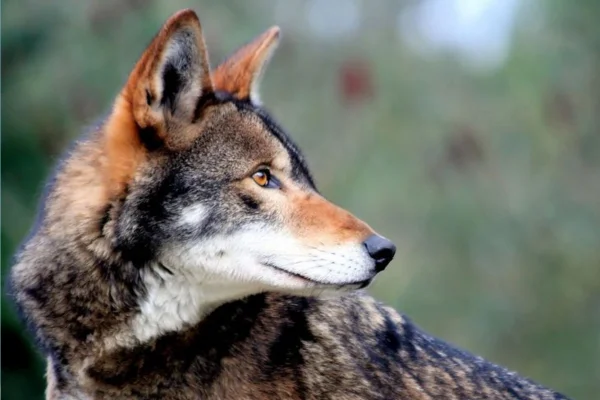 Lobo Vermelho (1)