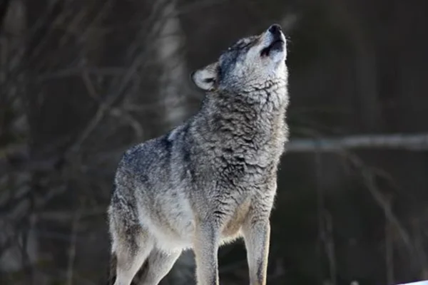 Lobo-cinzento