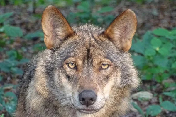 Lobo ibérico (2)