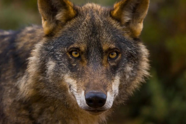 Lobo ibérico