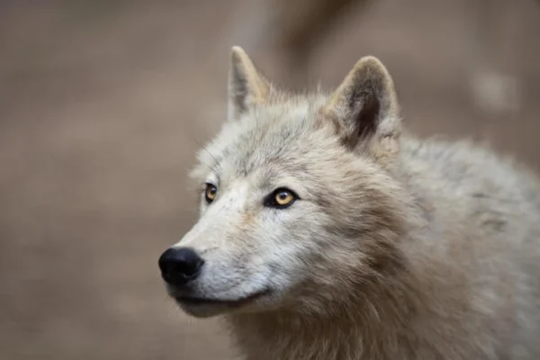 Lobo do ártico