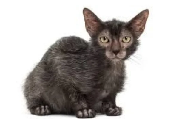 Lykoi