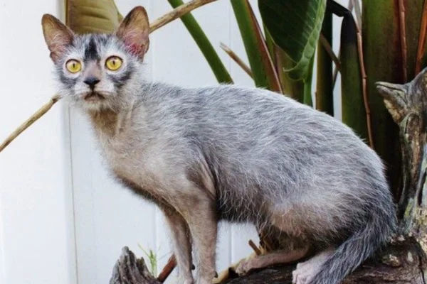 Lykoi 