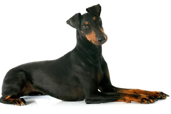 Manchester Terrier 