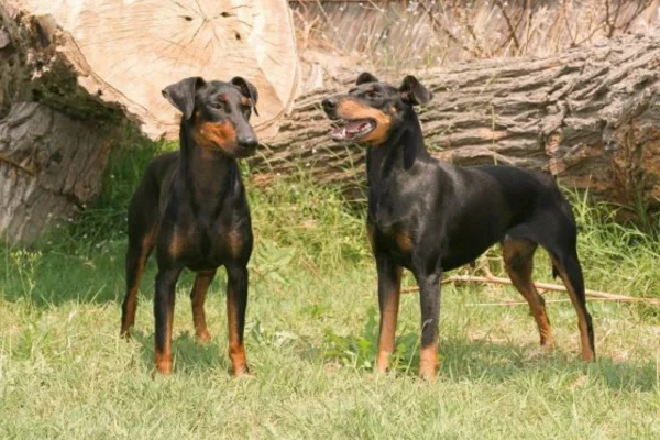 Manchester  Terrier 