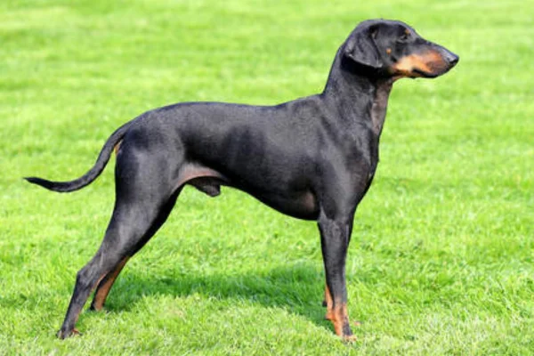 Manchester  Terrier 