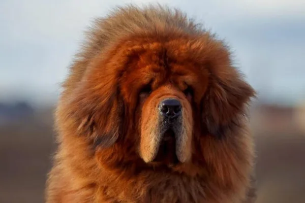 Tibetan Mastiff (2)