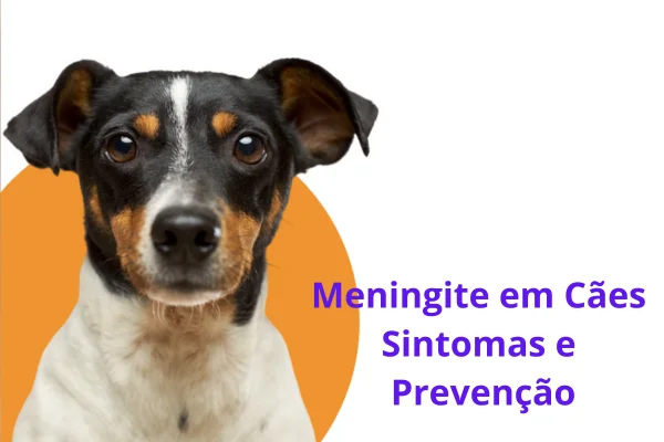 Meningitis en perros Síntomas y prevención