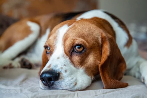 Meningite nei cani Sintomi e prevenzione