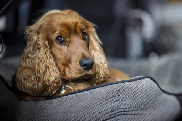 Meningite nei cani Sintomi e prevenzione