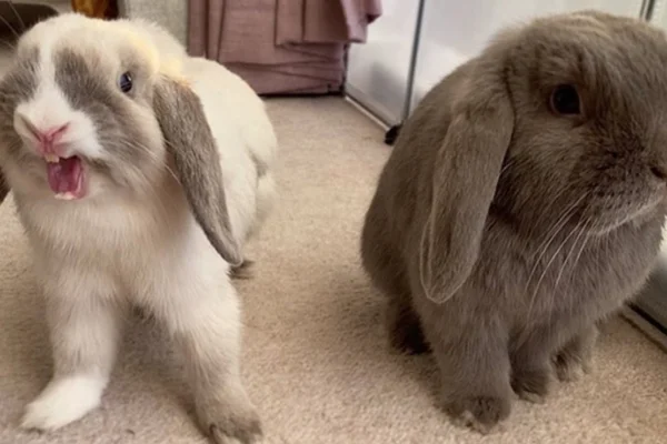 Mini Lion Lop