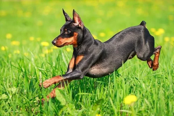 Miniature Pinscher (1)