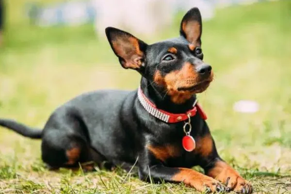 Miniature Pinscher (1)