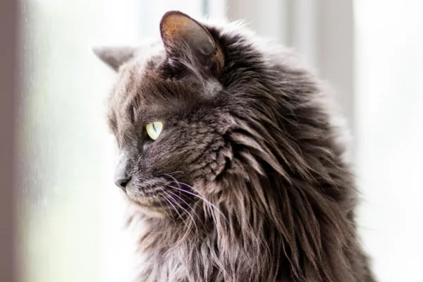 Nebelung