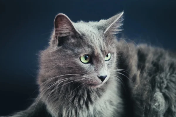 Nebelung