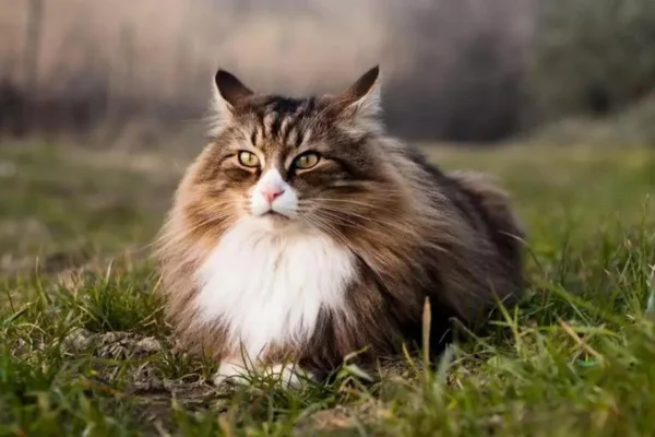 Norwegian Forest