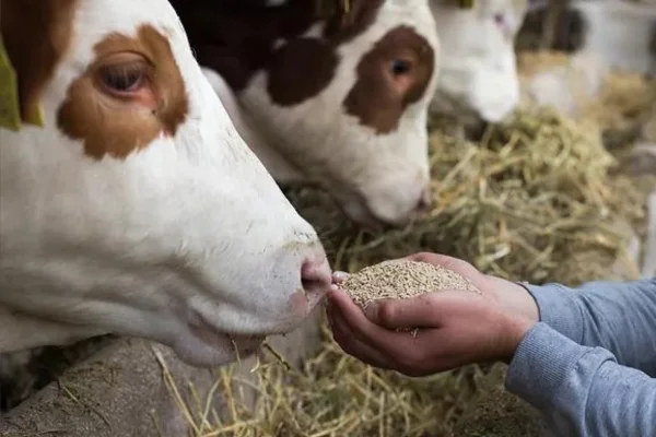 Nutrição Bovina