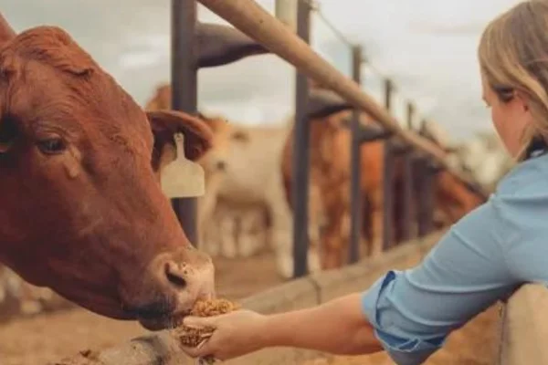 Nutrición bovina