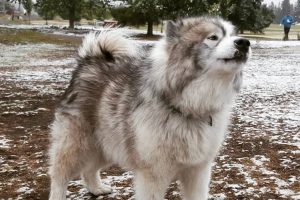 The Canadian Eskimo Dog