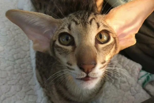 Oriental Shorthair