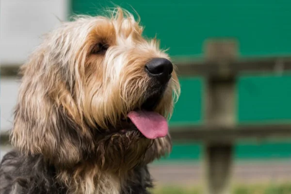 Otterhound 