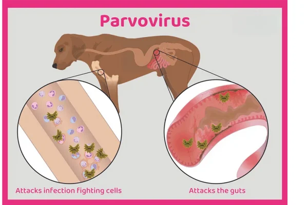 Parvovirus canino