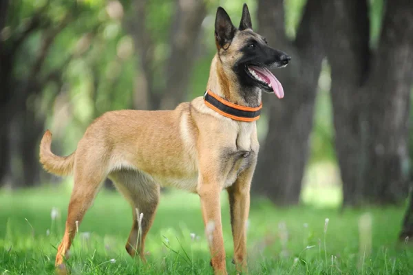 Belgian Shepherd Malinois