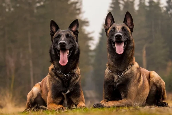 Belgian Shepherd Malinois