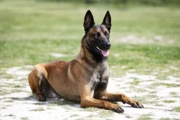 Belgian Shepherd Malinois