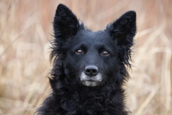 Croatian shepherd