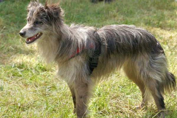 Long-haired Pyrenean Shepherd