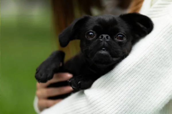 Pequeño brabançon