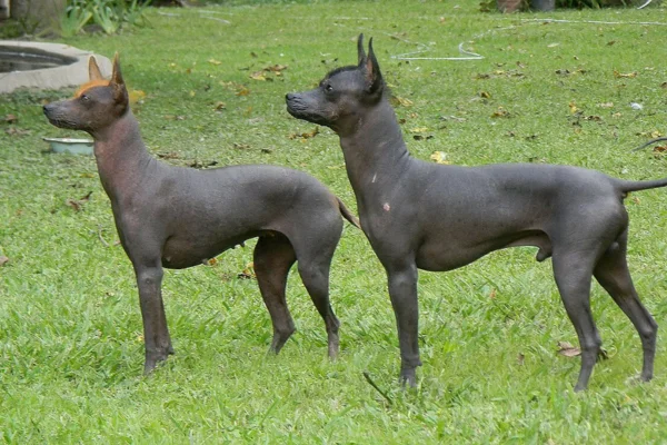 Cazzo argentino