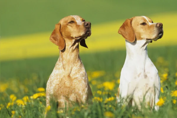 English Pointer