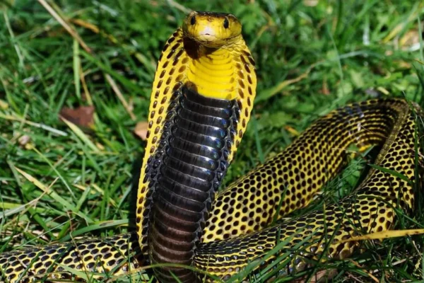 Qual a Diferença entre Cobra e Serpente?