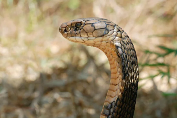 Qual è la differenza tra un serpente e una serpe?