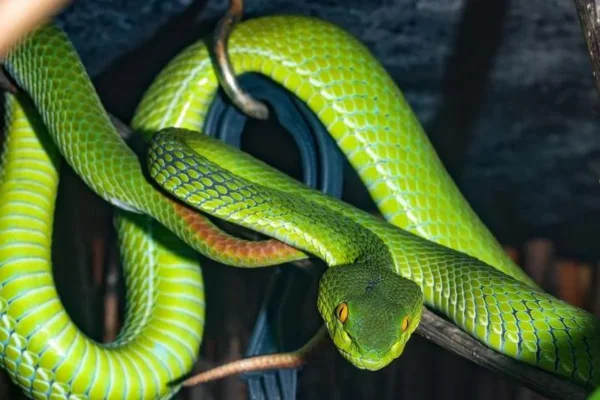 Qual a Diferença entre Cobra e Serpente?