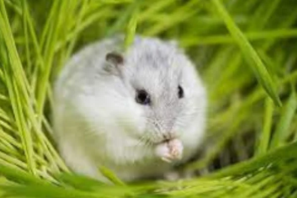 Hamster Health (2)