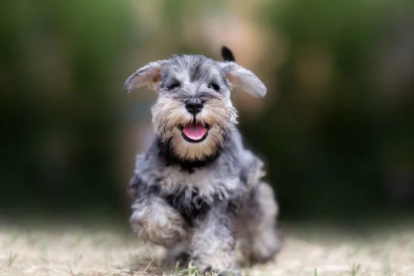 raça de cachorro -Schnauzer Miniatura