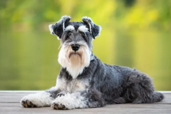 race de chien - Schnauzer nain 