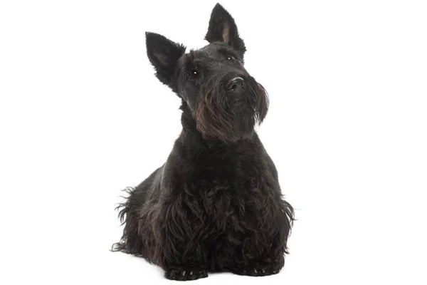 Razza di cane - Scottish Terrier