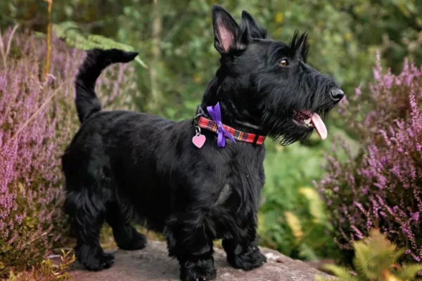 Scottish Terrier 